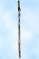 Fouet et Dildo Cuir